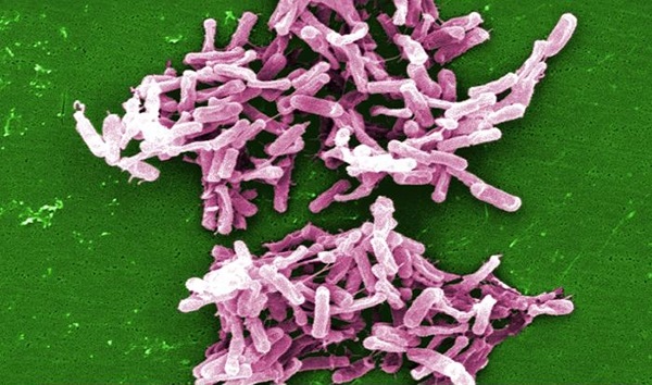 c-difficile2