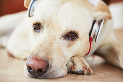 Headphones-for-dogs