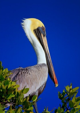 pelican-400x600