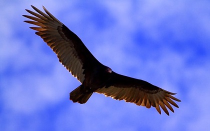 vulture-in-flight