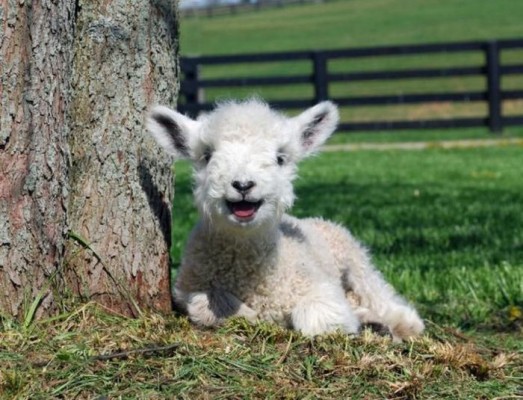 [عکس: cute-lamb-523x400.jpg]