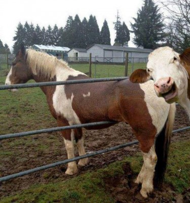 Cow-Selfie