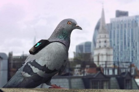 pigeon-pollution-640x427