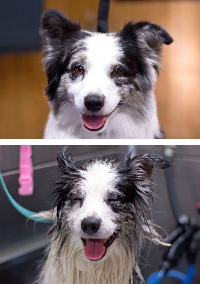 funny-wet-pets-before-after-bath-dogs-cats-43-5728988e484f3__700
