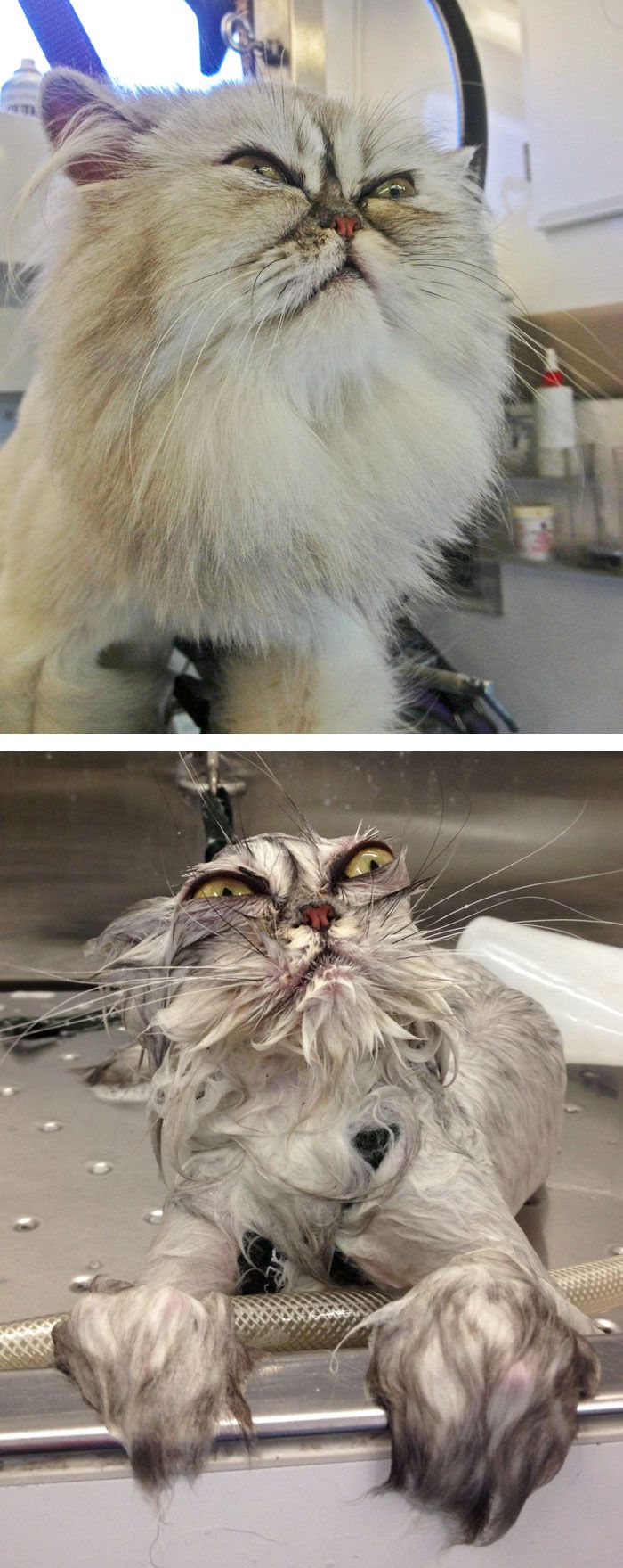 funny-wet-pets-before-after-bath-dogs-cats-49-5728af03c4553__700