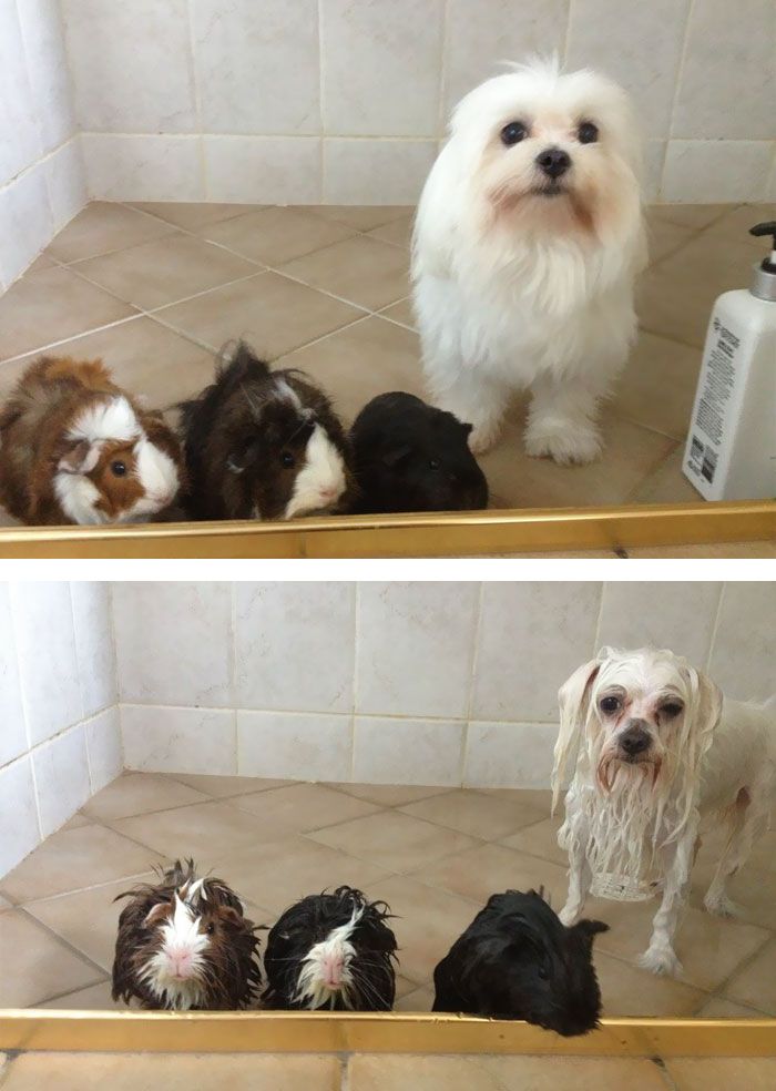funny-wet-pets-before-after-bath-dogs-cats-5-57288b1b293de__700