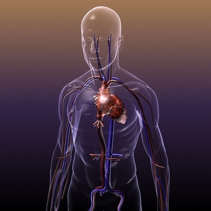 circulatory_system_anatomy_in_a_human_body_3d_model_max_obj_3ds_fbx_c4d_lwo_lw_lws_72ec7aab-66c3-4f9c-9c87-60647f629b44