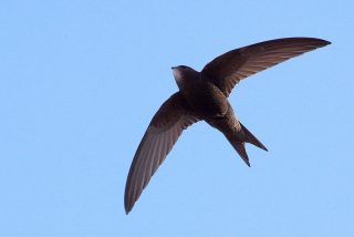 Swift نام پرنده‌ای که قادر است ۱۰ماه بدون توقف پرواز کند!