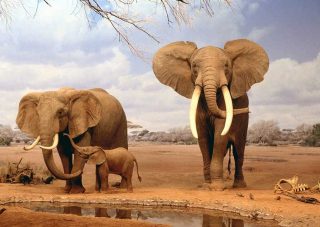 حافظه فیل‌ها تا چه اندازه خوب است؟!