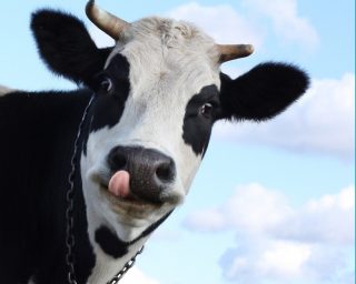 اگر گاوها وجود نداشتند چه اتفاقی می‌افتاد؟
