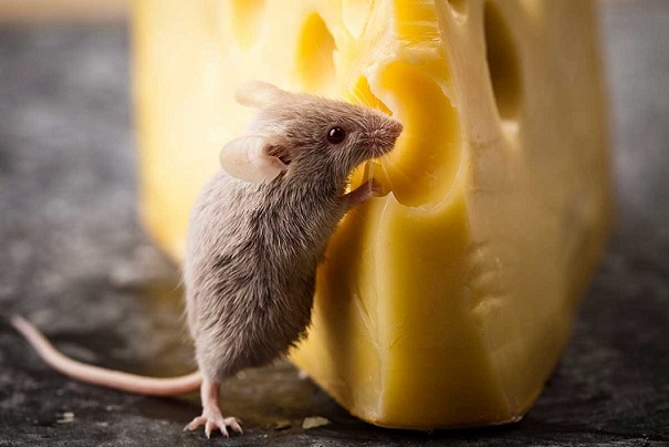 موش‌ها پنیر دوست ندارند
