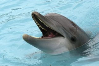 گرفتن عکس سلفی باعث مرگ یک بچه دلفین شد!