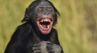 آیا حیوانات هم مانند انسان هنگام شادی می‌خندند؟!