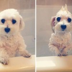 تصاویری بامزه از حیوانات پس از حمام کردن!