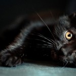 چرا گربه‌ سیاه به عنوان نماد بدشانسی معروف شده‌ است؟!