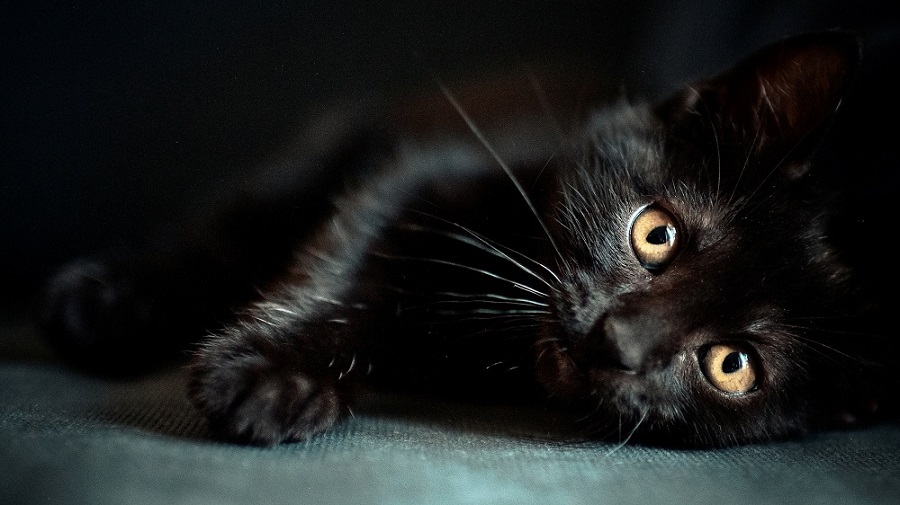 چرا گربه‌ سیاه به عنوان نماد بدشانسی معروف شده‌ است؟!