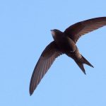 Swift نام پرنده‌ای که قادر است ۱۰ماه بدون توقف پرواز کند!