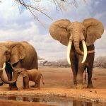 حافظه فیل‌ها تا چه اندازه خوب است؟!