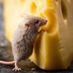 آیا می‌دانید بر خلاف باور عمومی، موش‌ها پنیر دوست ندارند!