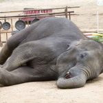 نکته‌ای شگفت‌انگیز از ردیابی الگوی خواب فیل‌ها با استفاده از ساعت‌های هوشمند