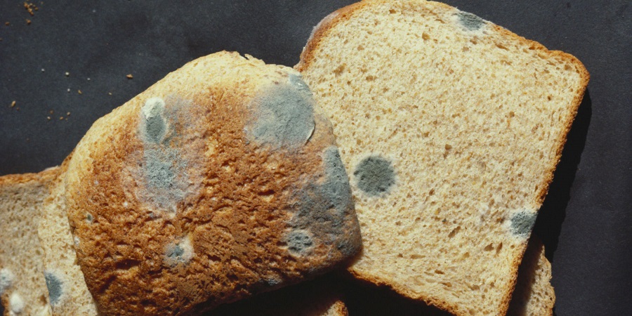 اگر نان کپک زده را بخوریم چه اتفاقی می‌افتد؟