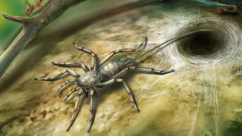 موجودی عنکبوت مانند اما دارای ظاهری عجیب در میان قطعه کهربایی 100 میلیون ساله کشف شد
