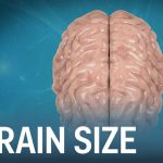 آیا اندازه مغز شما میزان هوش‌تان را تعیین می‌کند؟!