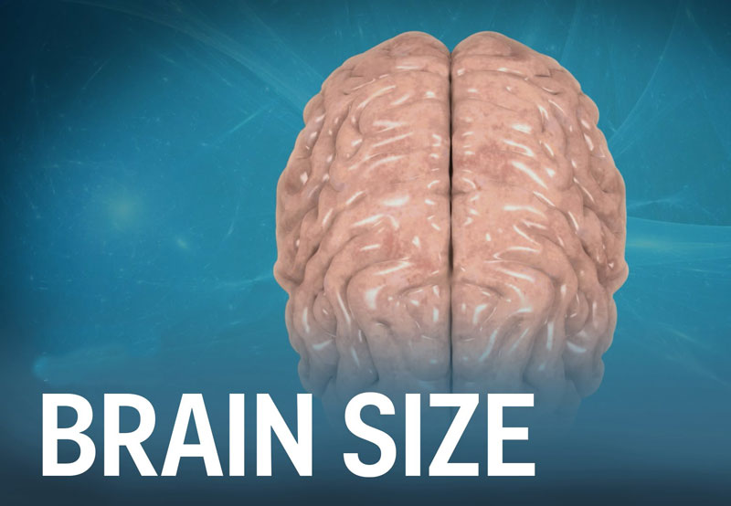 آیا اندازه مغز شما میزان هوش‌تان را تعیین می‌کند؟!