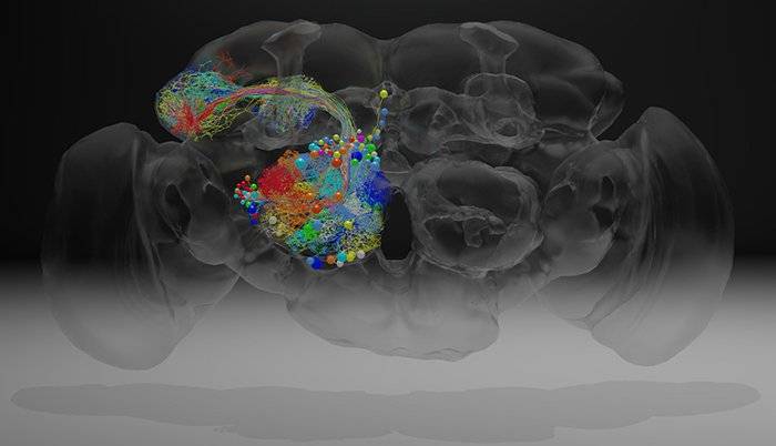 fruit-fly-brain-map کامل‌ترین نقشه تهیه شده از مغز مگس‌های میوه اطلاعات جالبی را در اختیار دانشمندان قرار داد  