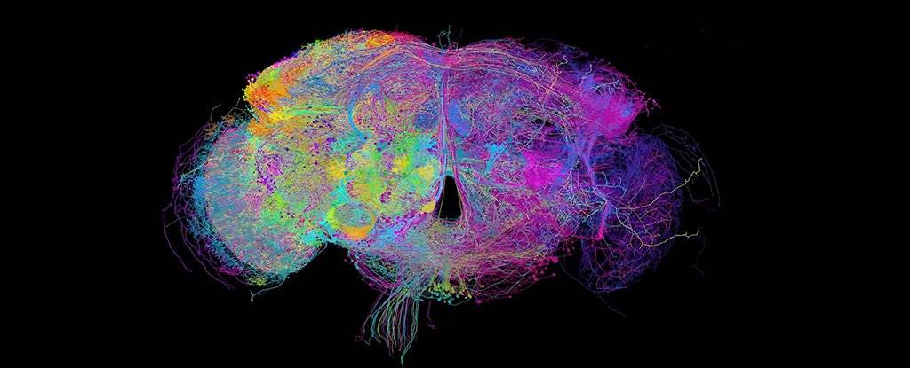 fruit-fly-brain-mapp کامل‌ترین نقشه تهیه شده از مغز مگس‌های میوه اطلاعات جالبی را در اختیار دانشمندان قرار داد  
