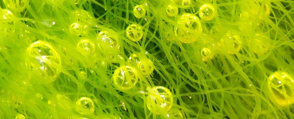 hydrogen_bubbles_algae دانشمندان روشی کارآمد برای جایگزین کردن انرژی خورشیدی به‌جای سوخت فسیلی ابداع کردند!  