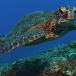 گرم شدن زمین می‌تواند سبب تغییر جنسیت 98 درصد لاک‌پشت‌های دریایی به ماده شود!