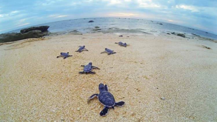 aHR0cDovL3d3dy5saXZlc2NpZW5jZS5jb20vaW1hZ2VzL2kvMDAwLzA5Ny82Njkvb3JpZ2luYWwvY2FwZS1nb3ByMTE3MC1tci5qcGc گرم شدن زمین می‌تواند سبب تغییر جنسیت 98 درصد لاک‌پشت‌های دریایی به ماده شود!  