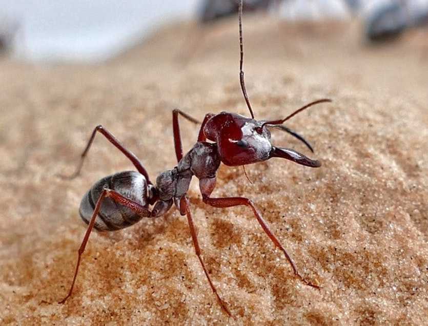 سریعترین مورچه دنیا