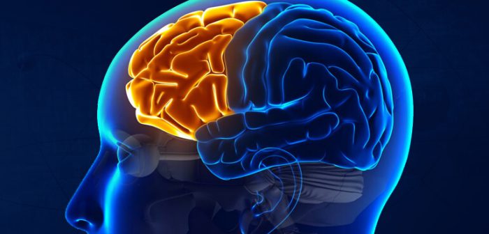 دانشمندان نورون‌های موثر بر فرآیند فراموشی در مغز را شناسایی کردند