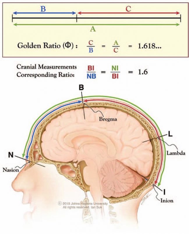 نسبت طلایی مغز