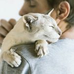آیا گربه‌ها از سگ‌ها صمیمی‌تر هستند؟!