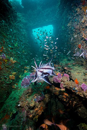 مسابقه عکاسی تور زیر آب ۲۰۲۰