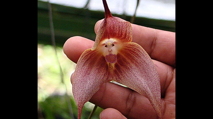 عجیب‌ترین گیاهان، ارکیده صورت میمونی 