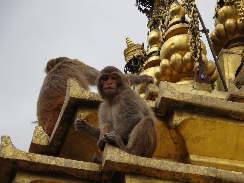  در سال 2015 در یکی از شهر‌های هندوستان، یک کشیش مورد حمله میمون‌ها قرار گرفت. زمانی که او در حال تمیز کردن حیاط بود، گروهی از میمون‌ها از روی سقف به سمت او آجر پرتاب کردن . یکی از آجر‌ها به سر این کشیش هندی برخورد کرد و باعث مرگ او شد. این احتمالا یکی از عجیب‌ترین مرگ‌های تاریخ است که به دست حیوانات اتفاق افتاده.