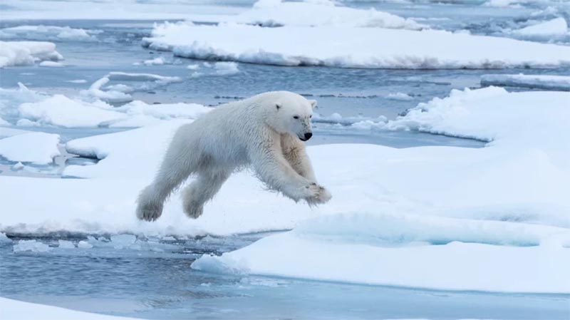 خرس قطبی درحال شیرجه زدن 