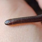 کشف کوچک‌ترین مار جهان پس از دهه‌ها ناپدیدی در باربادوس