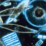 درخشش مرموز اقیانوس جنوبی: میلیاردها موجود میکروسکوپی عامل تابندگی آبی-سبز