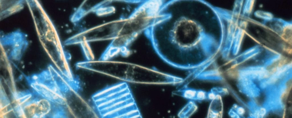 درخشش مرموز اقیانوس جنوبی: میلیاردها موجود میکروسکوپی عامل تابندگی آبی-سبز