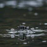 رهاگوبات: رباتی که با الهام از راه‌پیمایان آب روی آب راه می‌رود