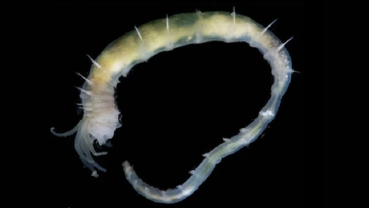 کشف عمیق‌ترین چشمه هیدرات گازی جهان!