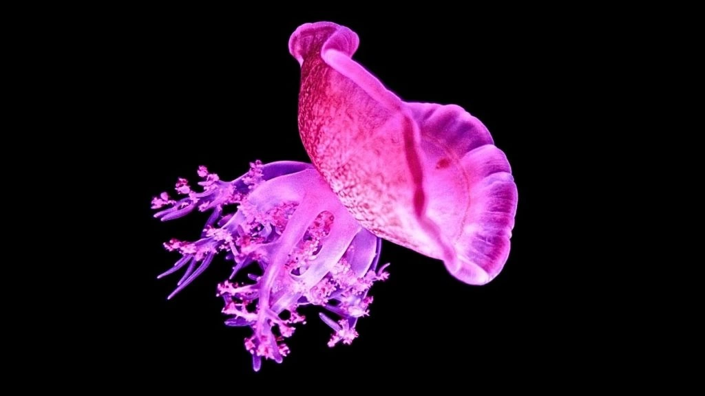 عروس دریایی هم میخوابد!