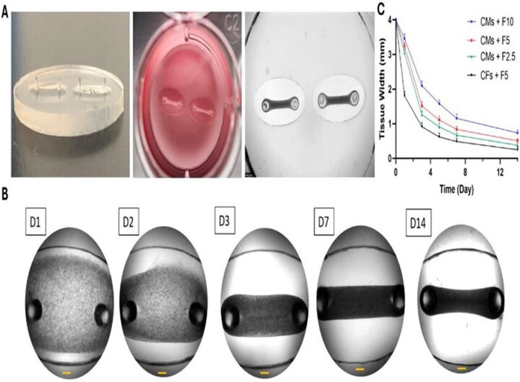 بافت سه‌بعدی قلب