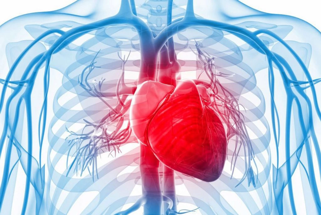 بافت سه‌بعدی قلب