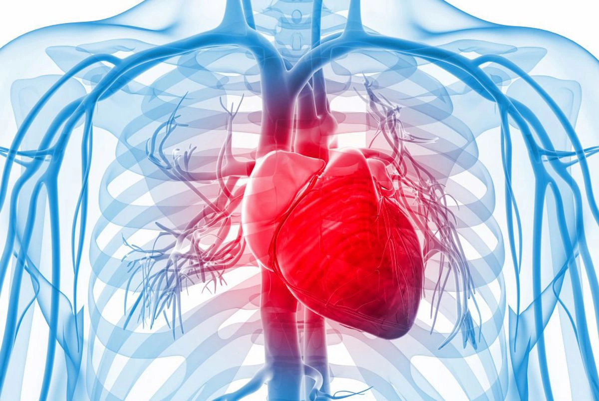 بافت سه‌بعدی قلب